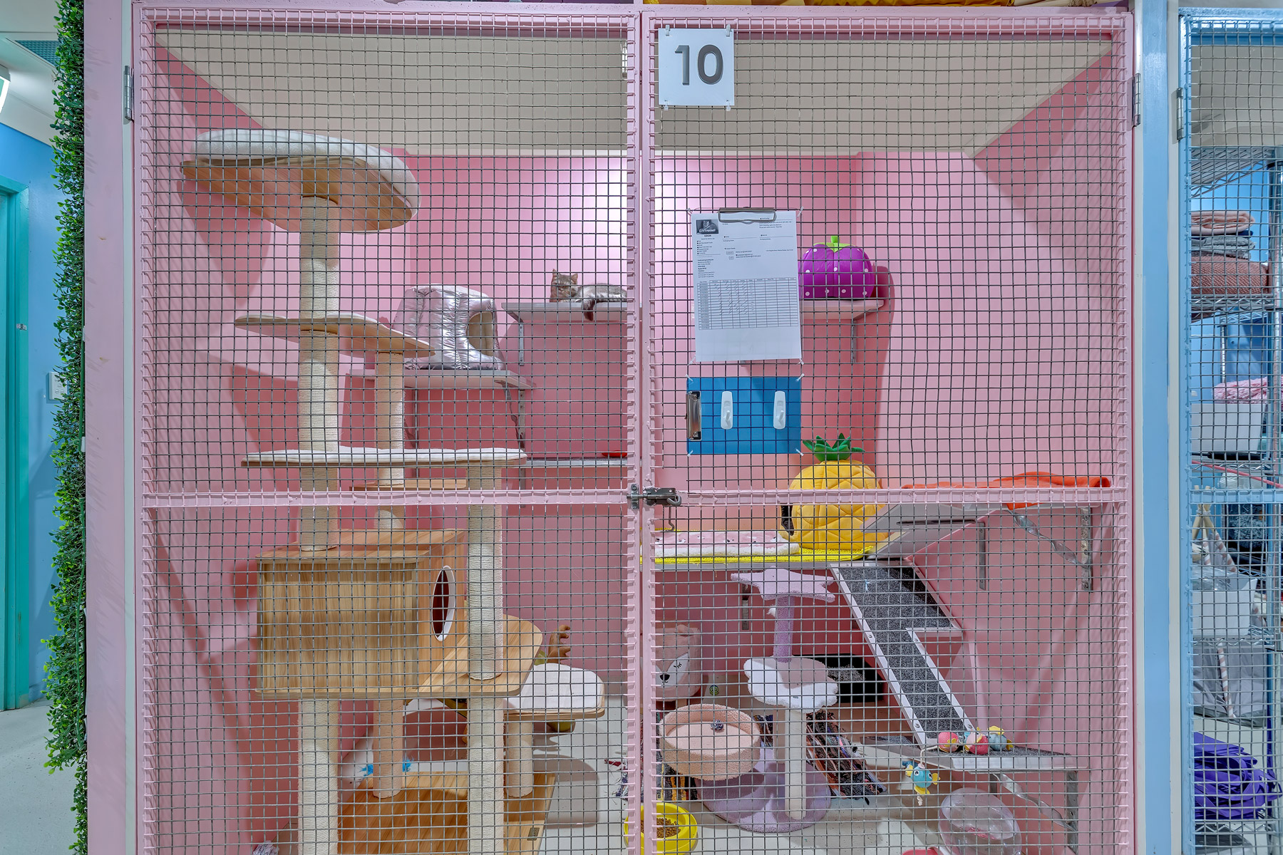 Front view of the indoor kitten suite