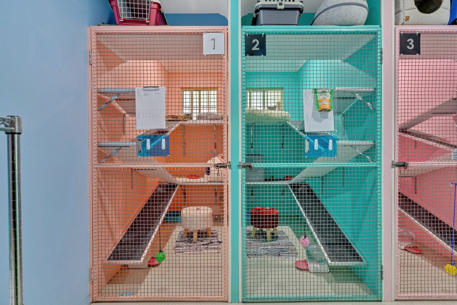 Deluxe Indoor/Outdoor Suite Simply Purrfect