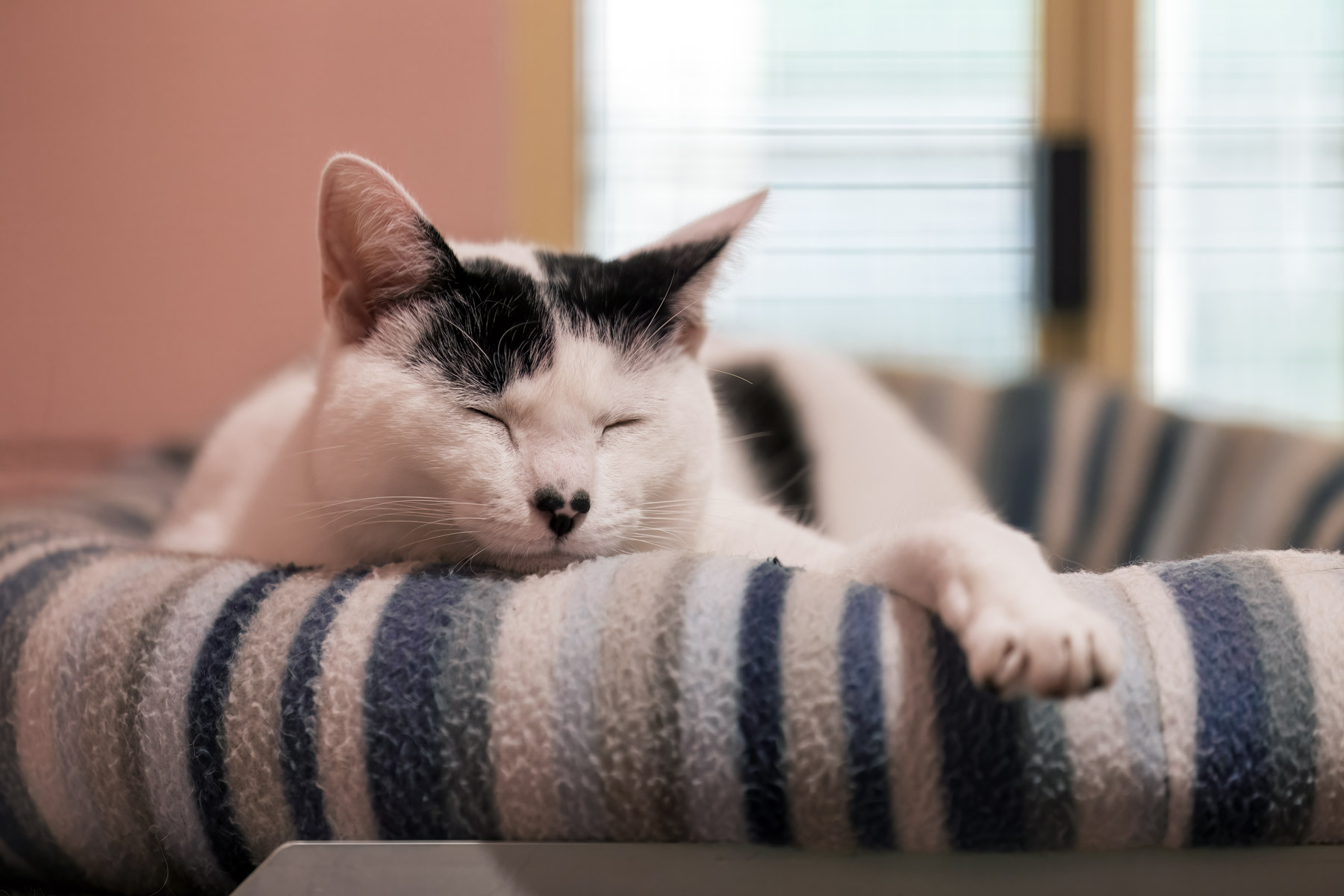 Cat sleeping in our suites