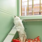 Cat stands inside the balcony suite