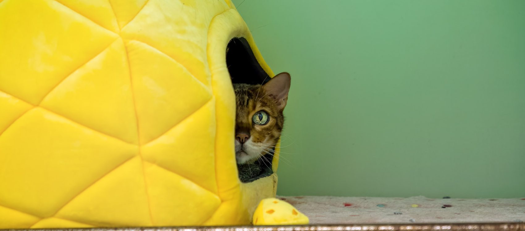 Cat in a Pineapple house!